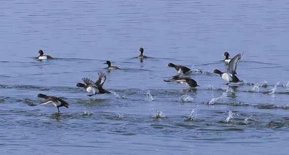 威海南海新区：春江水暖“鸭”先知