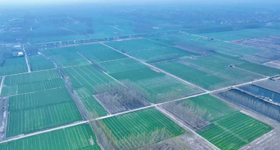 济南白云湖畔麦田翠绿，美不胜收 