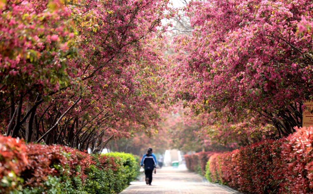 聊城：“海棠长廊”花正艳，错过再等一年！