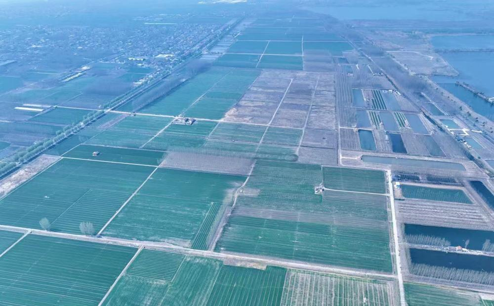 济南白云湖畔麦田翠绿，美不胜收