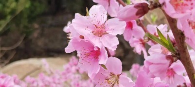 当千年石刻遇上烂漫花海 泰山经石峪绘就最美画卷