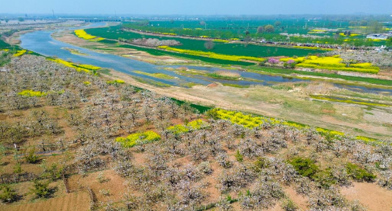 山东滕州：万亩梨花绘春日图景 