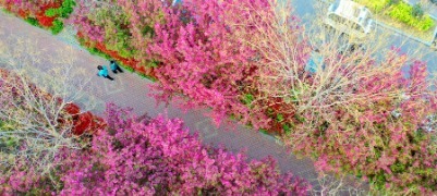 聊城：“海棠长廊”花正艳，错过再等一年！