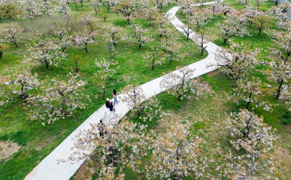 山东滕州：万亩梨花绘春日图景 