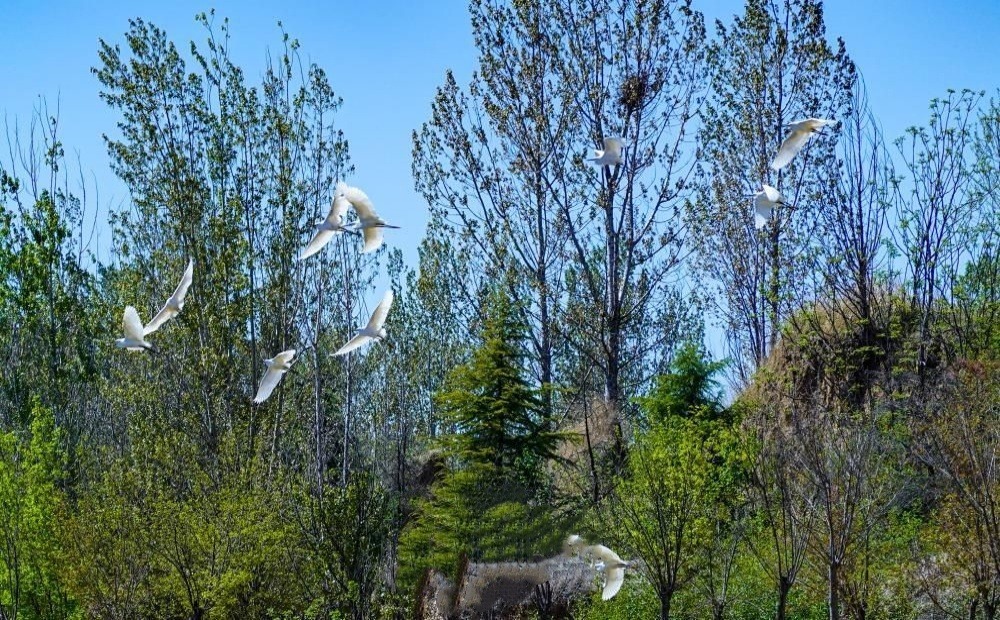 浅水湿地水草丰茂 数十只鹭鸟翔集嬉戏济南玉符河 