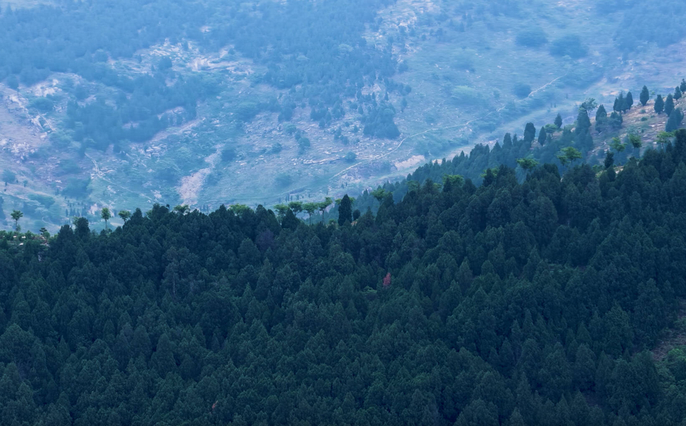 枣庄：群山叠翠映绿道 满目葱茏入画来
