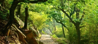 泰安这条小众路线上出了个奇幻打卡点，一起沉浸式走入绿野仙踪