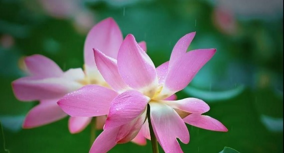 济南：秋雨润荷韵 大明湖雨荷灼灼绽放醉初秋 