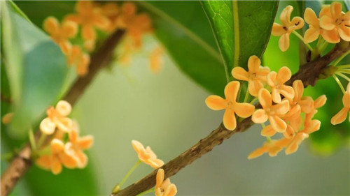 鄭州園博園桂花開滿園芬芳