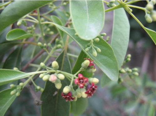 广西万亩檀香种植的经济价值探索为什么要种植檀香树