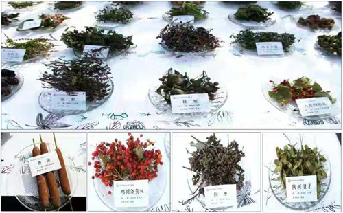 秦岭深处奇珍异果现身科普场馆