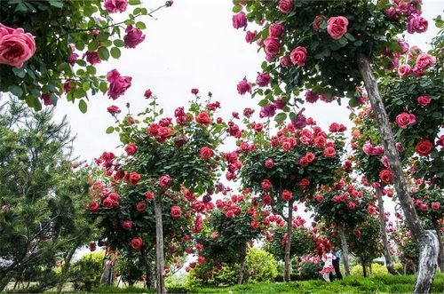 苹果树,月季被评选为烟台市市树,市花