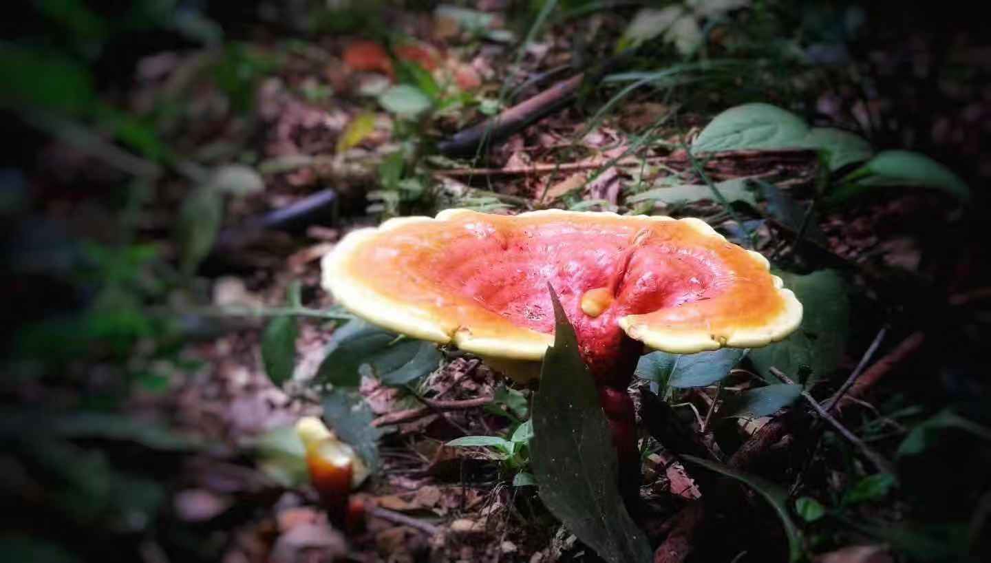 旌彩山水德生灵芝2019中国南昌旌德灵芝品牌推介会