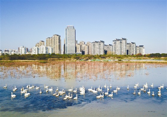 小天鵝遊弋池州月亮湖