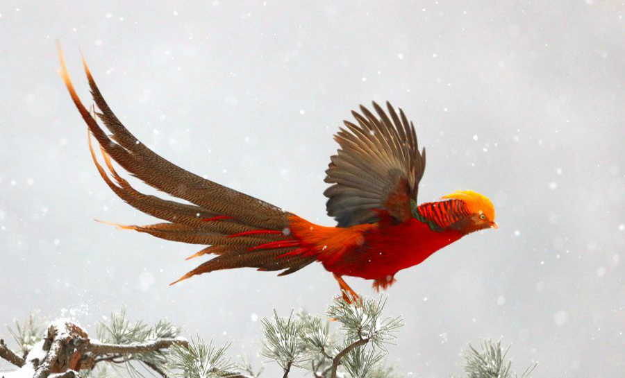 白雪片片舞 金鸡翩翩飞
