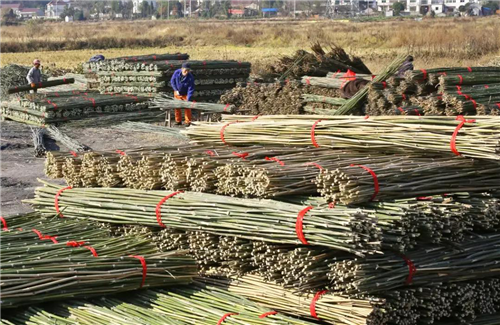 依托当地的优质竹资源,砍伐小竹子,并联系外地客商进村收购,让过去无