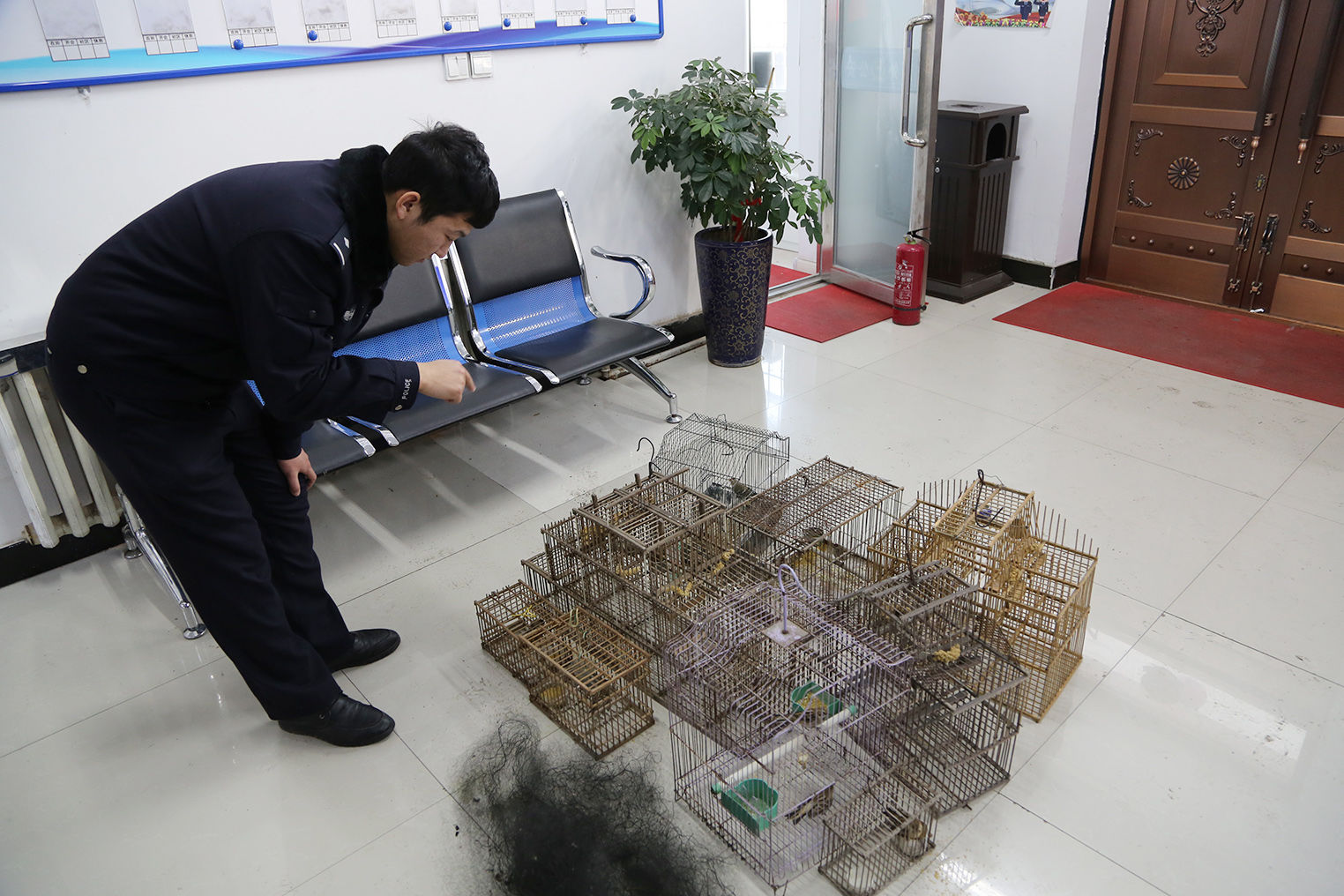 在民主乡胜利村查获利用滚笼和粘网非法捕捉鸟类案件2起,查获苏雀9只