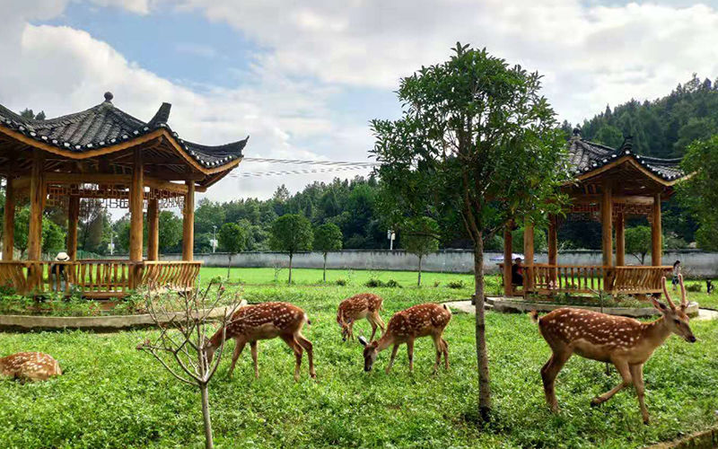 重庆再添网红打卡地巴南羊鹿山景区荣升国家4a级景区