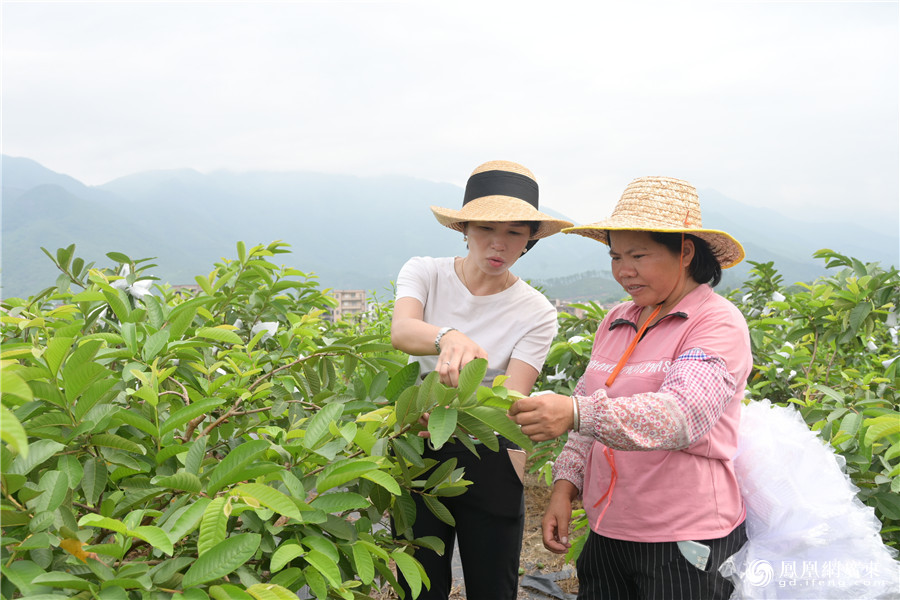 凰家访谈|全国人大代表温锦玲:茂名税务在农企发展中