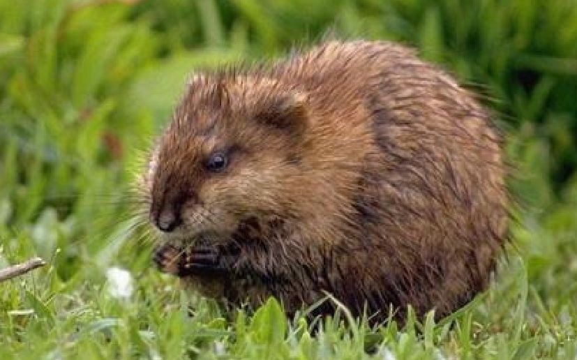 鼠年话鼠大约一万年前和人类开始同居生活