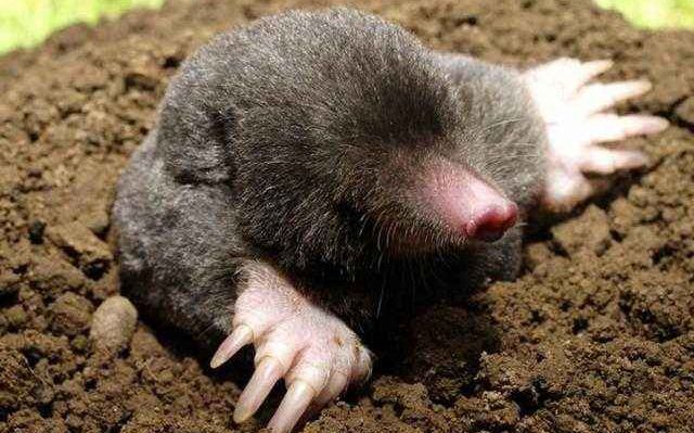 最会打洞的鼢鼠.受访者供图水中的翻江鼠,可以比照河狸和麝鼠.