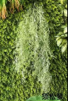 我的父亲每天拿一种旱金莲和须松萝的植物煮水洗头!