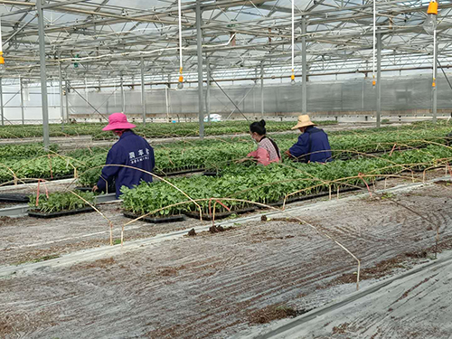 争时间、抢速度蔡甸西甜瓜5月上旬可上市凤凰网湖北_凤凰网