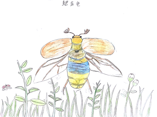 因疫情被困家中 武汉经开实验小学"法布尔"手绘画集在纸上与昆虫们"