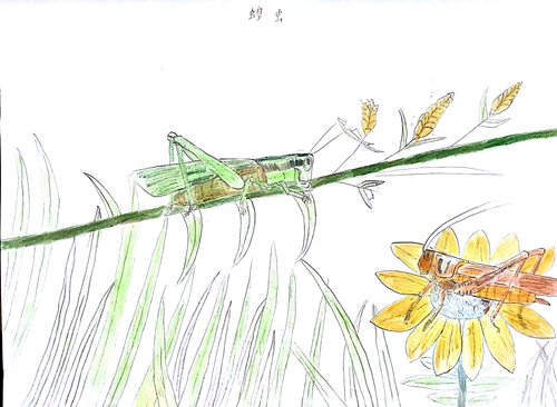 因疫情被困家中 武汉经开实验小学"法布尔"手绘画集在纸上与昆虫们"