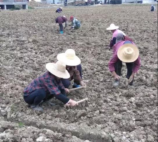 铜陵义安区一手抓防疫一手抓生产安徽梦思康中药材有限公司复工忙