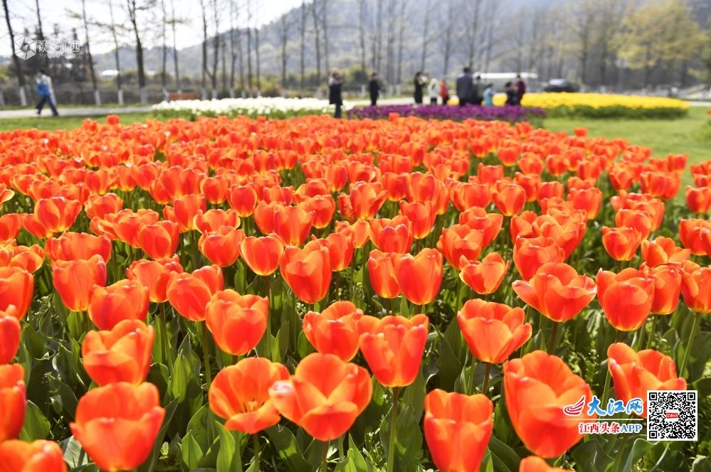 3月19日,在江西省南昌市湾里区罗亭先锋小镇上该市第三届郁金香花展的