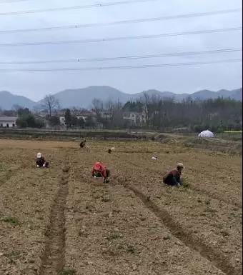 "金塔村村民赖才鹏笑呵呵地说,对于疫情防控期间能在家门口务工感到很