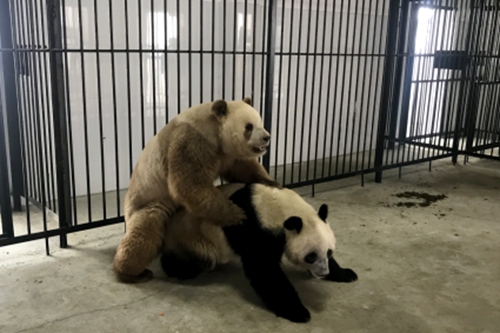 七仔,二郎两只雄性秦岭大熊猫首次成功自然交配