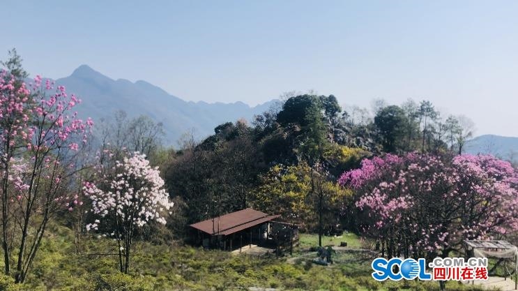 據瞭解,藥王谷景區擁有世界唯一的百年辛夷樹,近6000餘株,集中於兩個