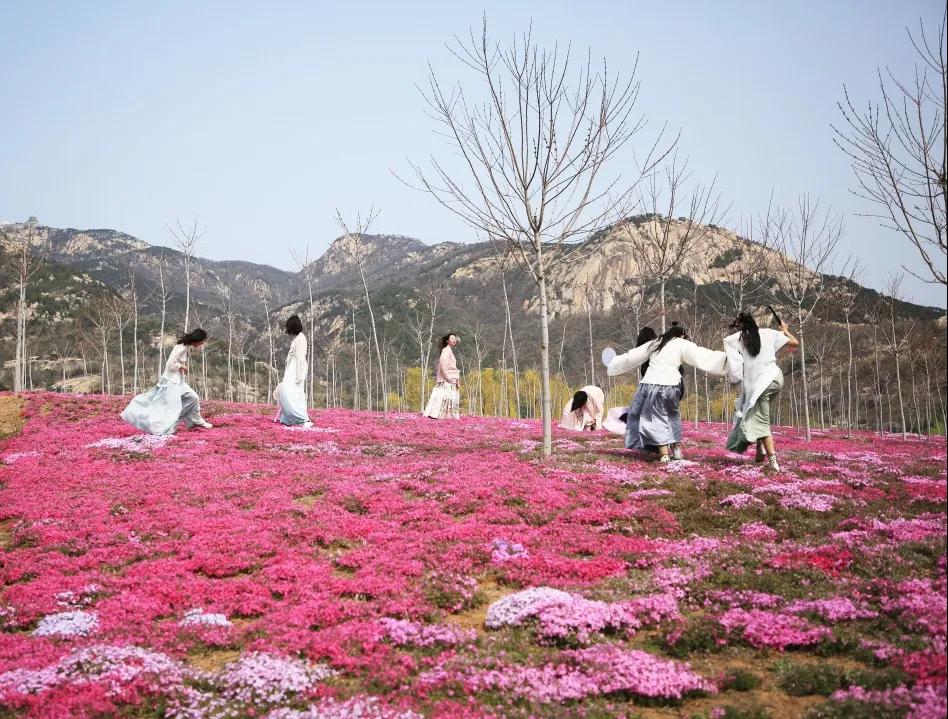 门票半价十里花海属你最美新甫山首届芝樱花海美拍节即将开幕