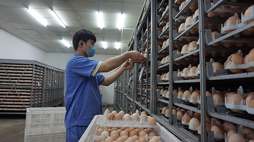 日,在安徽阜阳市颍东经济开发区阜阳市立华畜禽有限公司鸡苗孵化车间