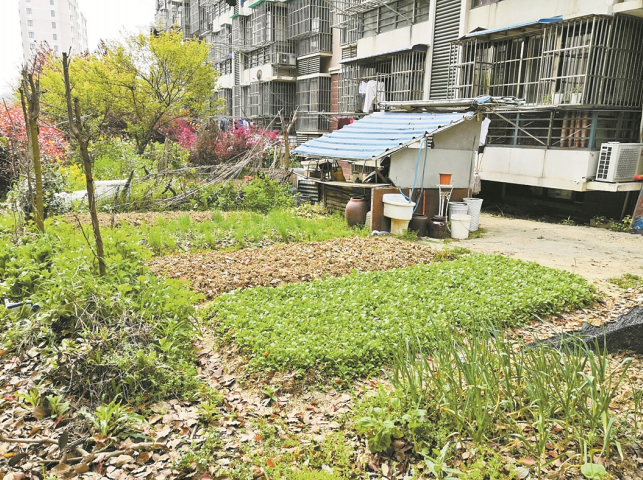 马鞍山秀山花园绿化变私家菜园居民盼整治