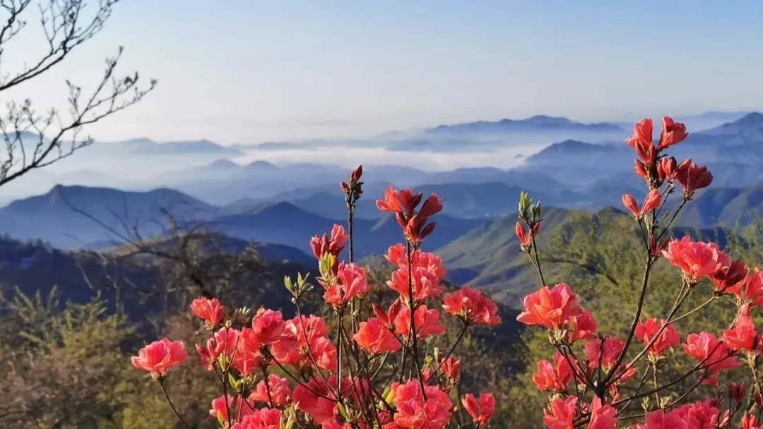 花中"西施"赠英雄 湖州莫干山杜鹃花节如约而至