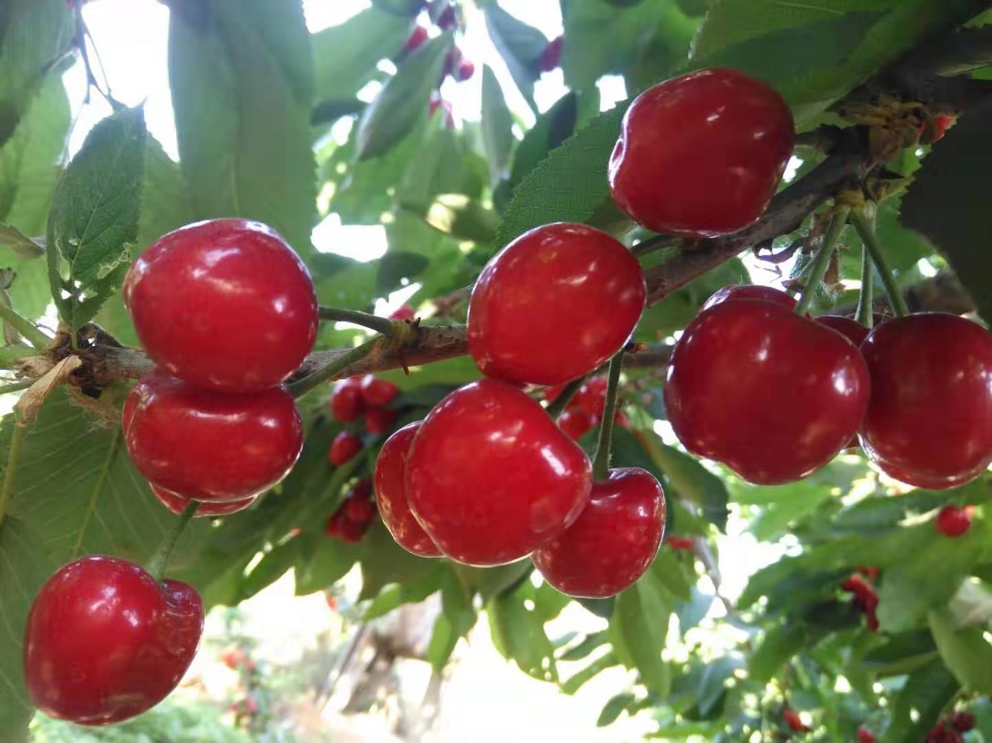 河南名特优新农产品——新安樱桃