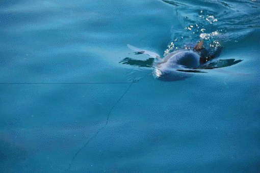 510_340gif 动态图 动图