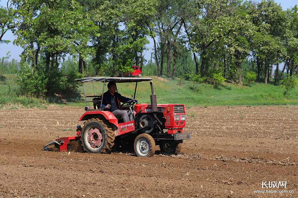 沧州青县:夏之初的农耕之美