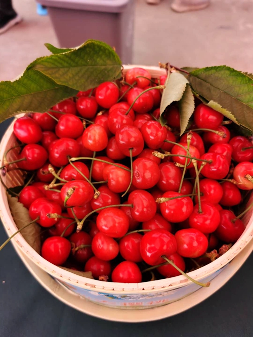 绿水青山红樱桃看乡村经济振兴的义马样本