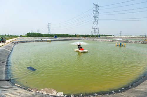 樂陵鐵營鎮小產業穩住脫貧大飯碗