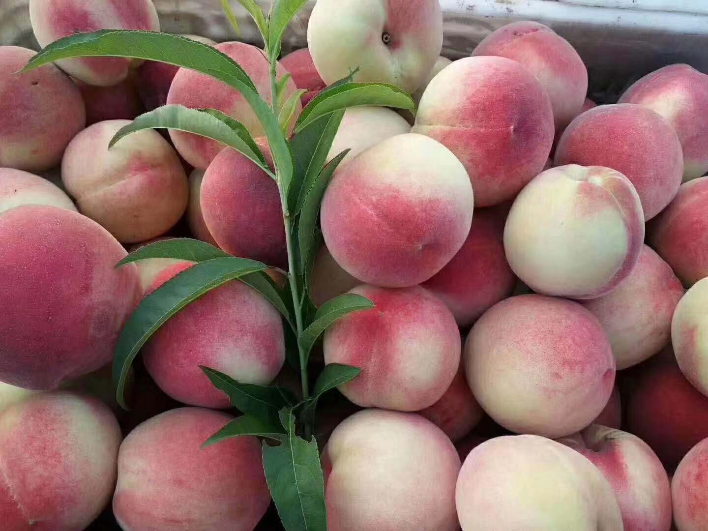 一桃寄情顺丰领鲜第二届枣阳桃产业电商发布会今日开幕