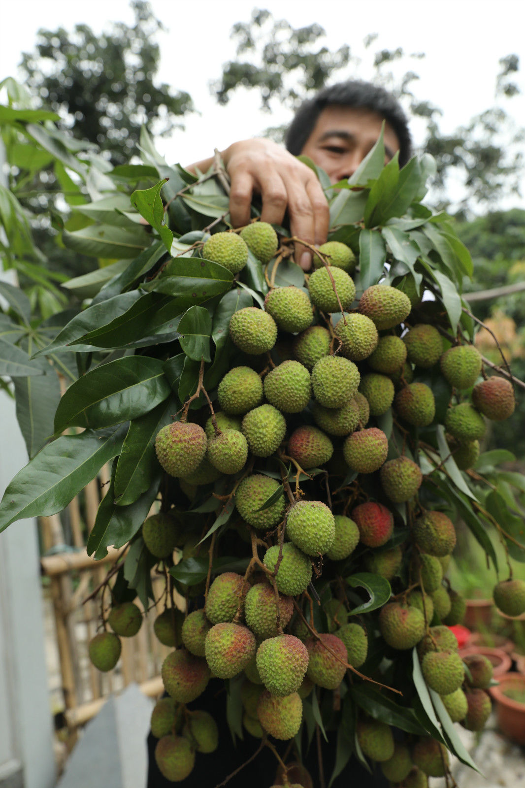 南沙首批本地产荔枝上市预计开通线上渠道带动荔枝销售