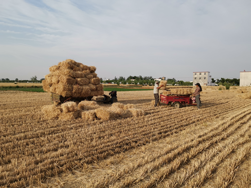 安徽界首小麦覆陇黄田间收割忙