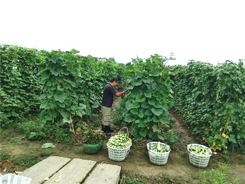 青阳县绿色小菜园富农助脱贫