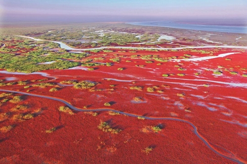 黄河口红地毯