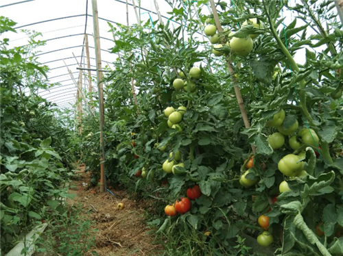 青阳县绿色小菜园富农助脱贫