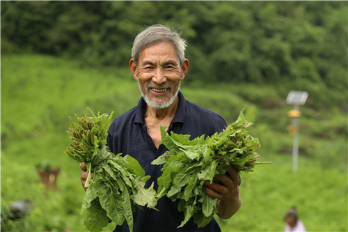 金光村村民谢刚学正在合作社劳作,采摘蒲公英.